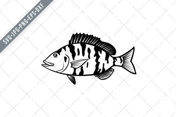 Pigfish Orthopristis Chrysoptera Graphics for Illustrations
