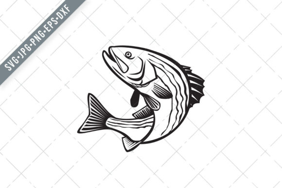 Striped Bass Morone Saxatilis Graphics and Illustrations Review